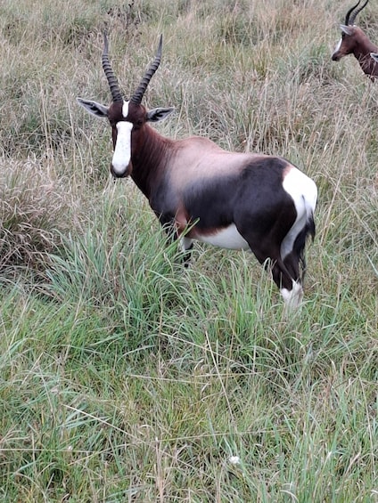 A kudu antelope in a grassy field with another kudu in the background. 2