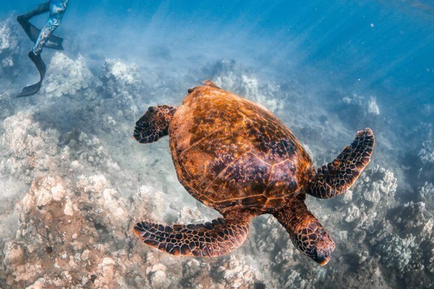 Turtle Town Snorkel with Free Photo and Video - Beginners 2