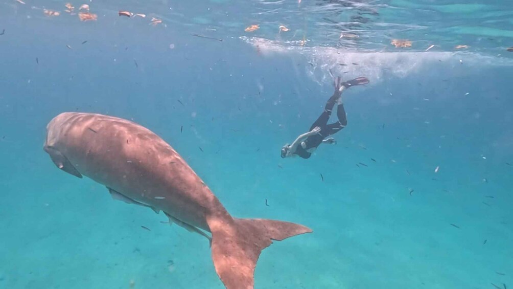 A diver swimming near a large fish in clear blue water. 3