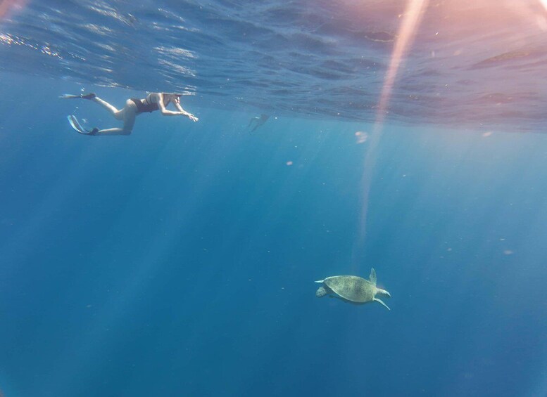 A diver swimming underwater with a sea turtle nearby. 5