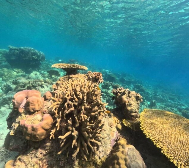 A coral reef with various coral formations and marine life. 2