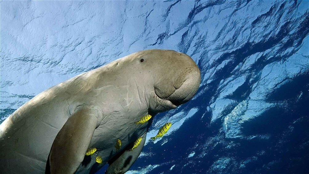 A large marine mammal, possibly a dugong or manatee, swimming with yellow fish in a blue ocean. 1