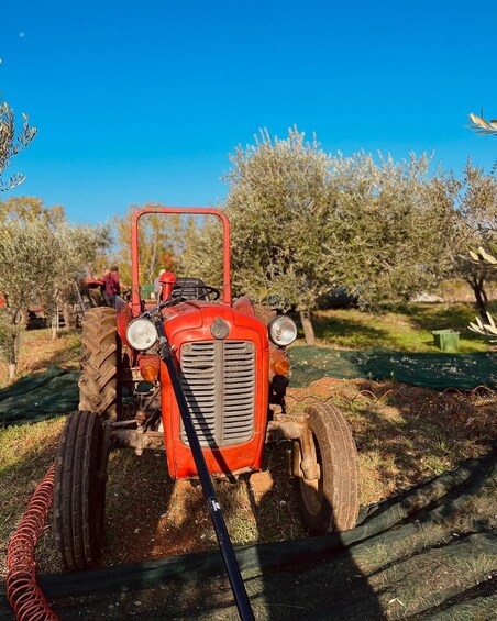 A red tractor with large tires parked in a field with olive trees. 1