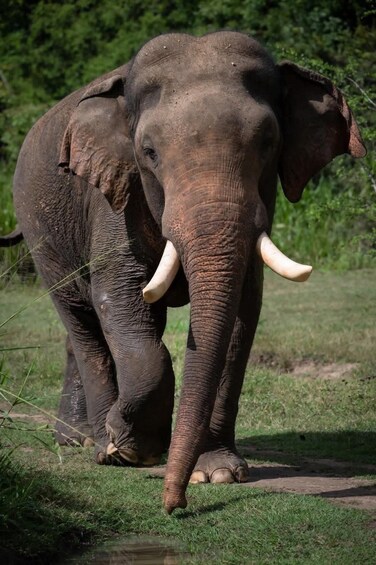 An elephant walking in a grassy area with trees in the background. 5