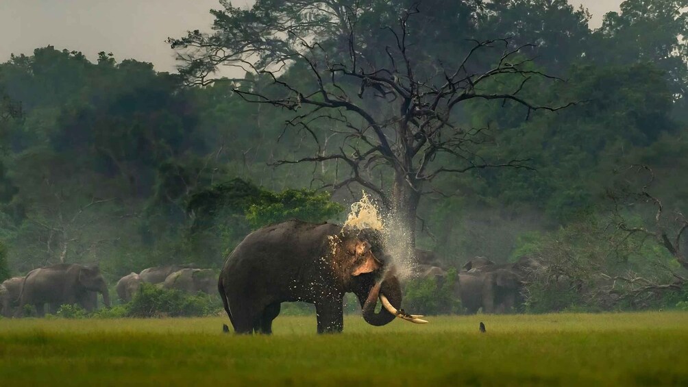 An elephant spraying water with its trunk in a grassy field with trees in the background. 5