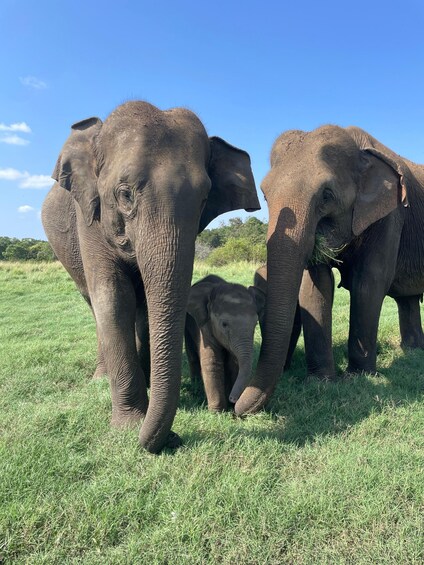 A group of elephants in a grassy field with a clear sky. 3