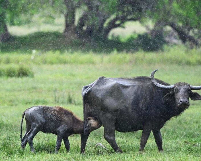 A wetland with a large black buffalo and a calf. 2
