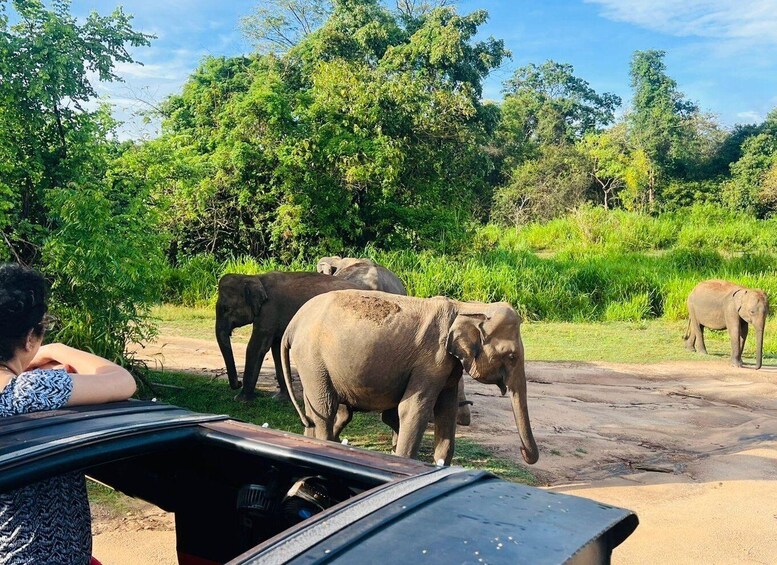 A group of elephants on a roadside with lush greenery in the background. 4