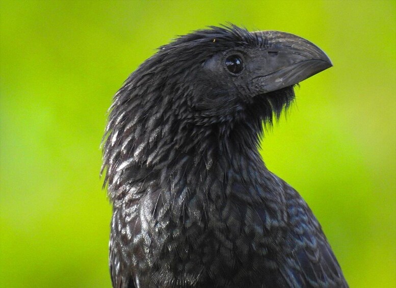 En närbild på en fågel med mörka fjädrar och ett vått utseende. 5
