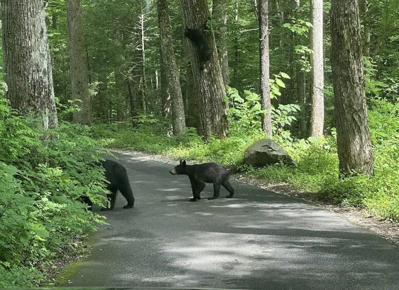 Two bears on a forest road surrounded by dense trees. 2