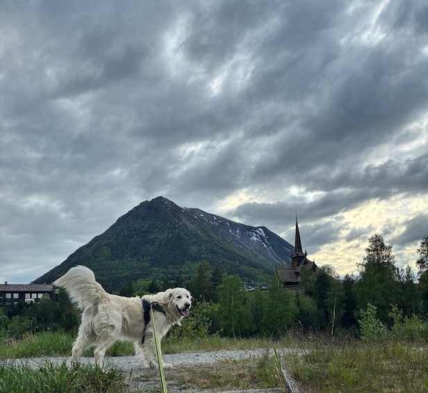 A dog on a leash, a mountain, and a church. 5