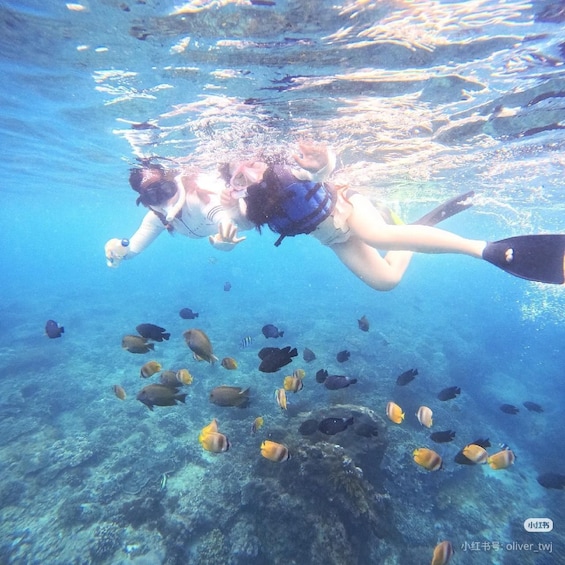 A person scuba diving underwater with a school of fish. 3