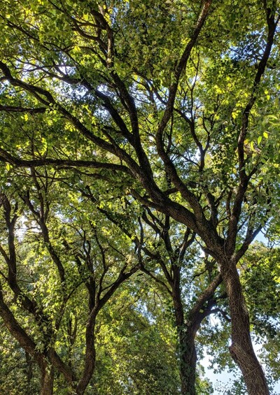 A dense canopy of green-leaved trees with thick trunks. 2