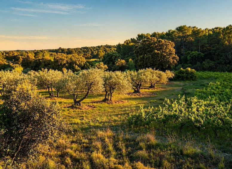 An olive grove with trees and a grassy field. 1