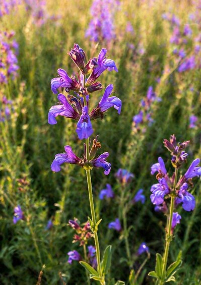 A field of purple flowers with green foliage. 5