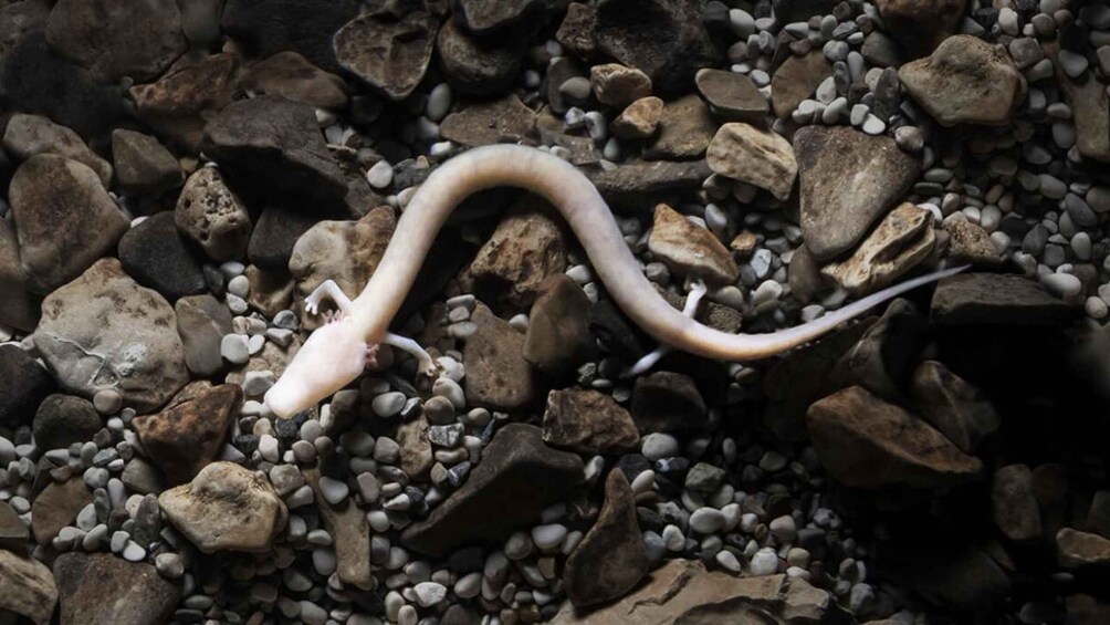A worm on a bed of pebbles. 2