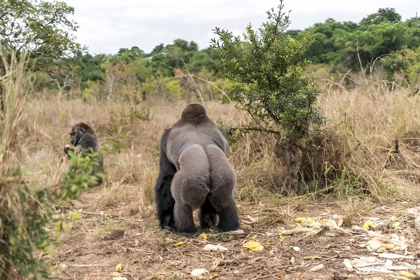 Two elephants walking along a dirt path surrounded by dry grass and sparse vegetation. 3