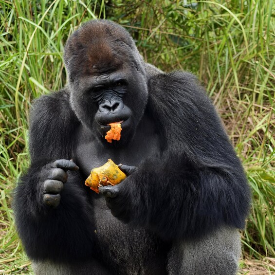 A gorilla sitting with a piece of food in its hands. 1