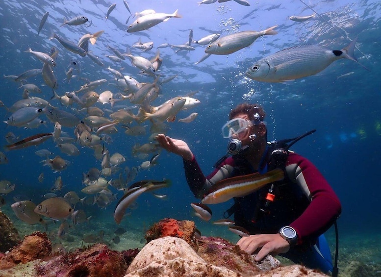 A scuba diver surrounded by a school of fish underwater. 3