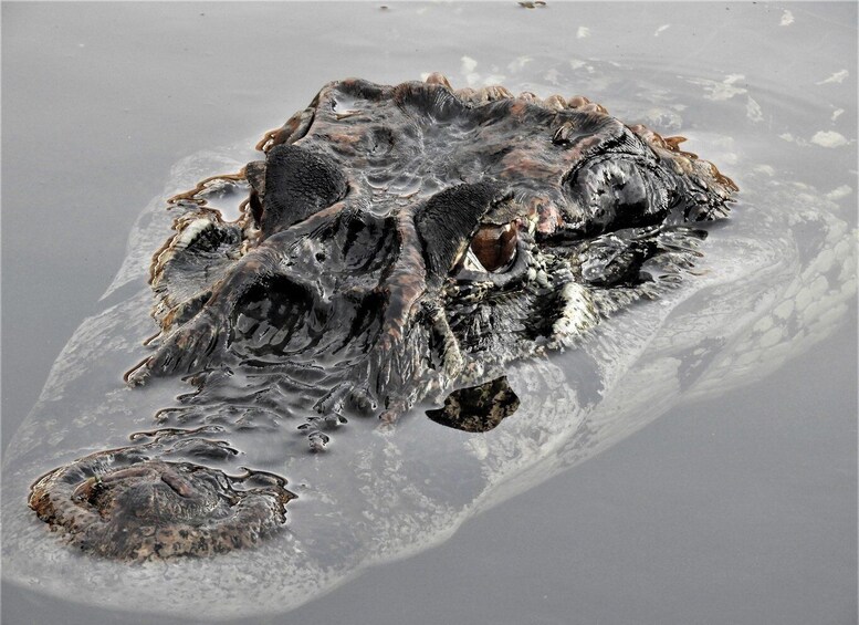 A large, dark-colored alligator partially submerged in water. 1