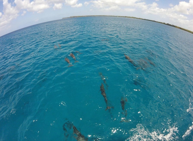 A clear blue sea with dolphins swimming. 3