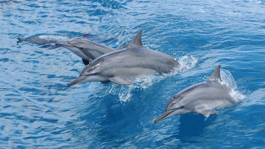 Picture 14 for Activity Guam: Dolphin Watching Cruise & Observatory without Transfer 2