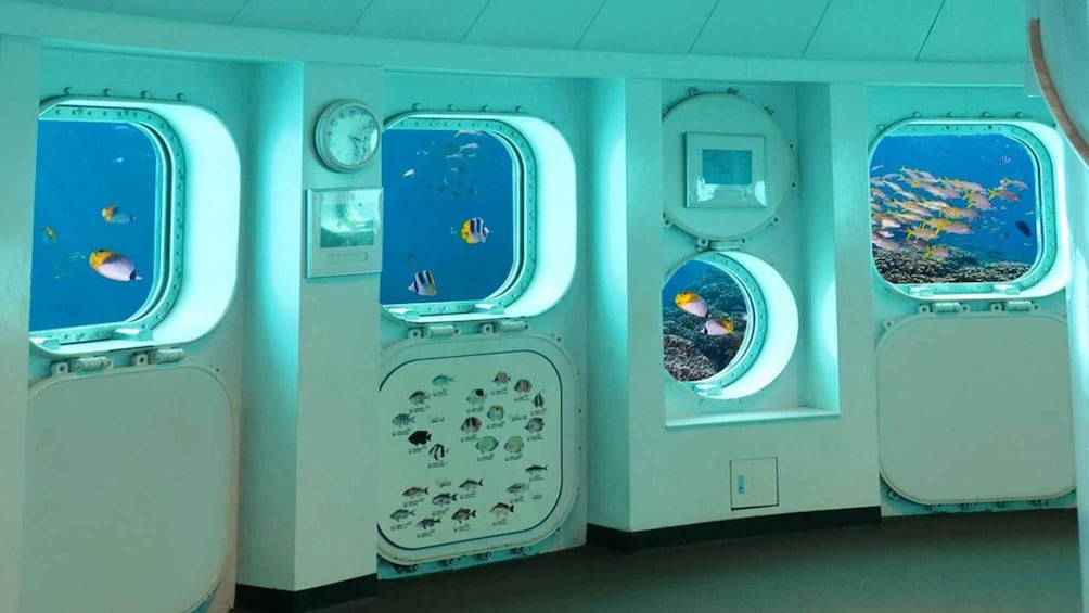 A room with four windows, each displaying different marine life. 5