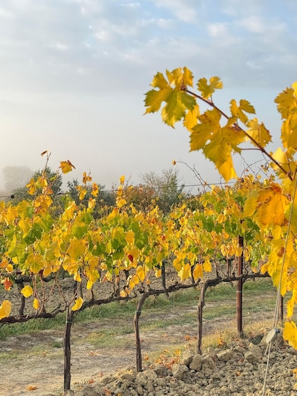 A vineyard with rows of grapevines and yellowing leaves. 3