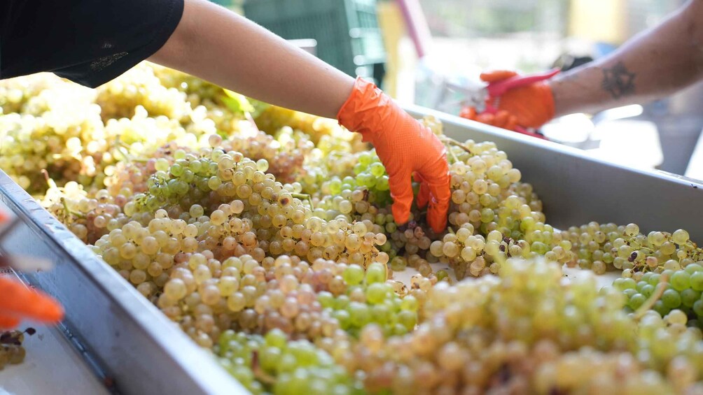 A person sorting grapes in a container. 5