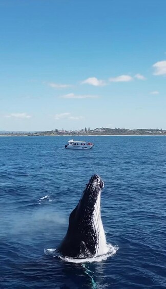 A whale breaching the water with a boat in the background. 2