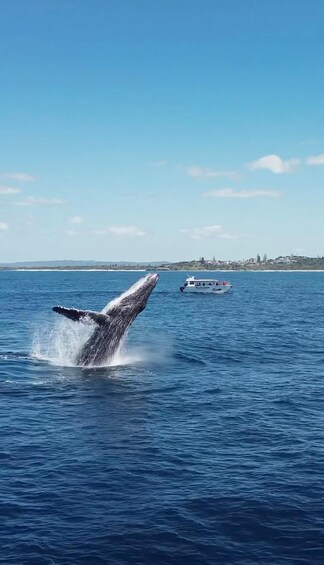 A whale breaching the water with a boat in the background. 1
