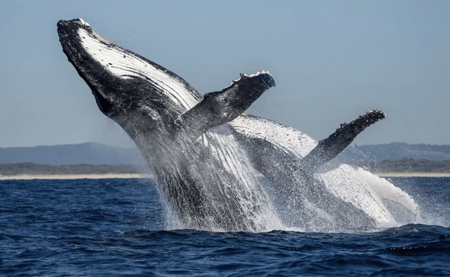 A whale breaching with its tail and head above water, ocean, and distant land. 1