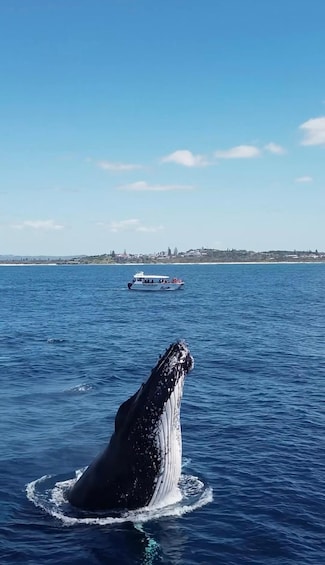 A whale breaching the ocean surface with a boat in the background. 5