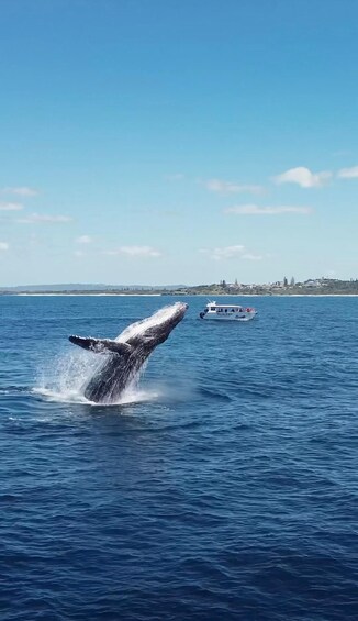 A whale breaching the ocean surface with a boat in the background. 4