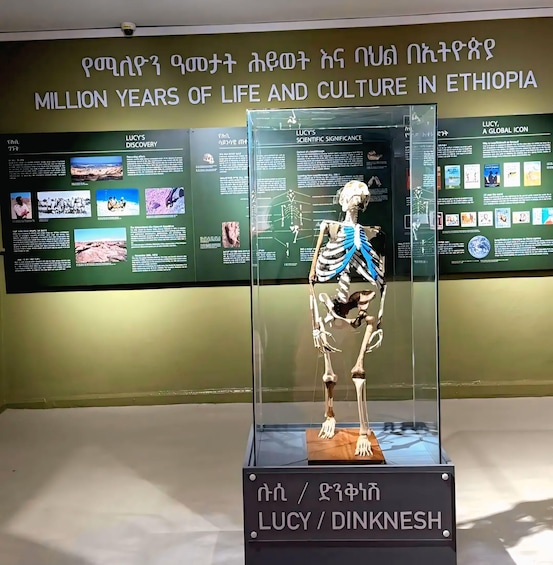 A skeleton exhibit labeled 'Lucy / Dinknesh' in a museum with informational panels. 1
