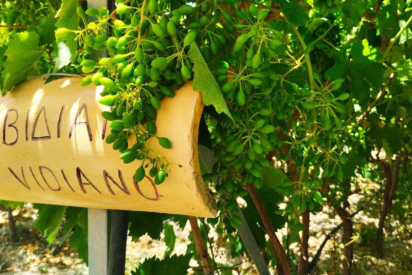 A vineyard with a wooden sign reading 'BIAIA VIOIANO.' 5