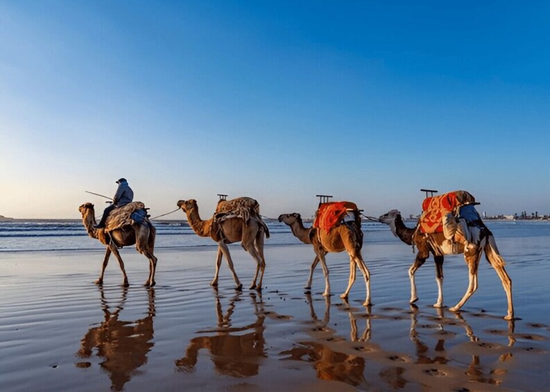 Camels with riders on a beach at sunset. 4