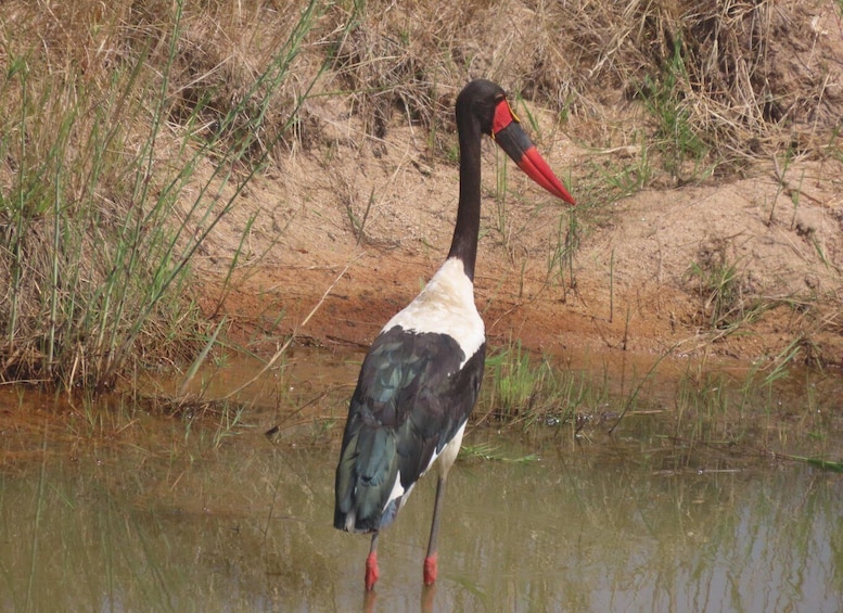 A stork standing in shallow water with a sandy bank and grass in the background. 3