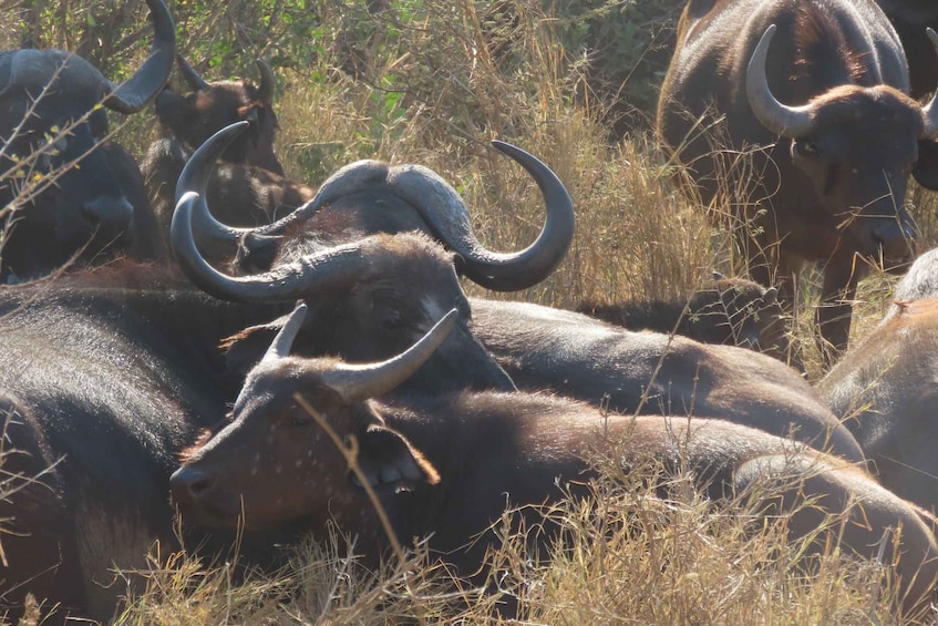 A herd of buffalo resting in a grassy field. 1