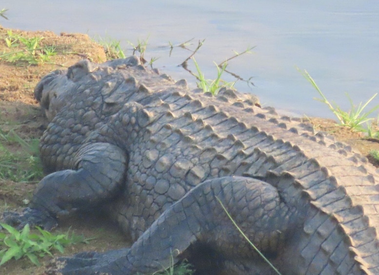 A crocodile lying on the ground near water. 5