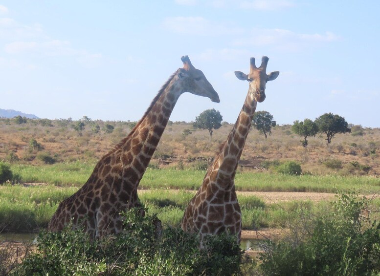 Two giraffes in a grassy savannah with sparse trees and a clear sky. 2