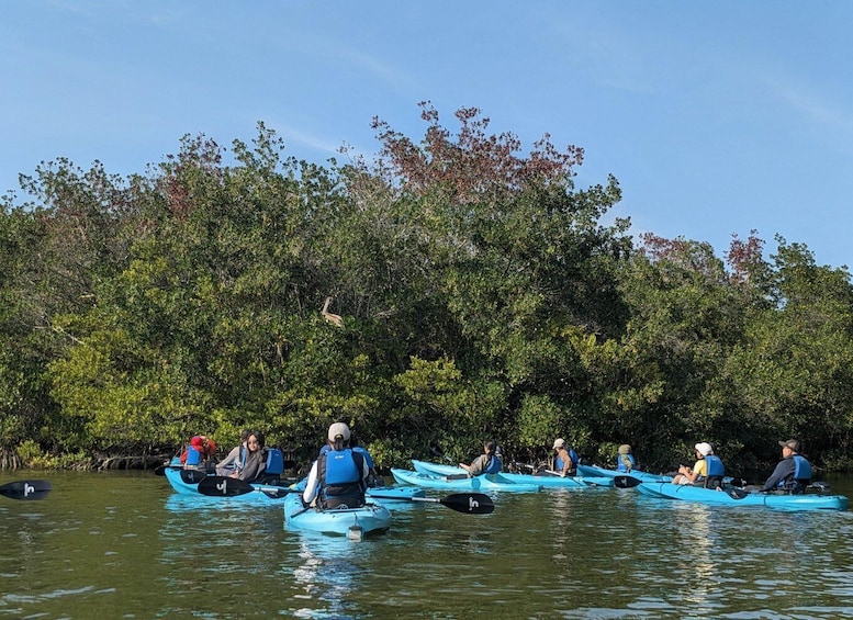 Picture 12 for Activity Cocoa Beach/Merritt Island: Guided Dolphin and Manatee Tour 3