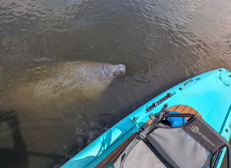 A kayak on a body of water with a seal swimming nearby. 2