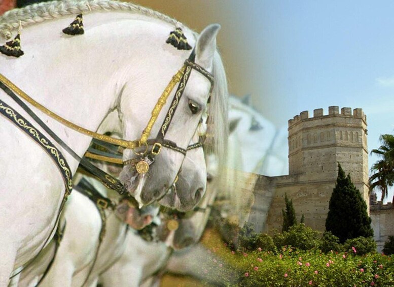 Jerez: Historic center of Jerez and horse show 1