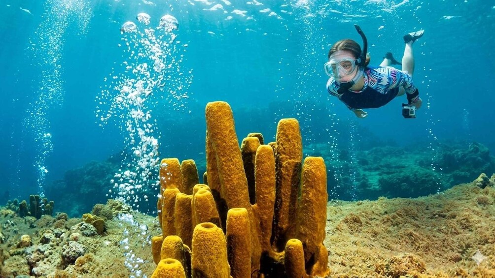 Dominica: South Coast Private Tour with Snorkeling & Hot Spa 1