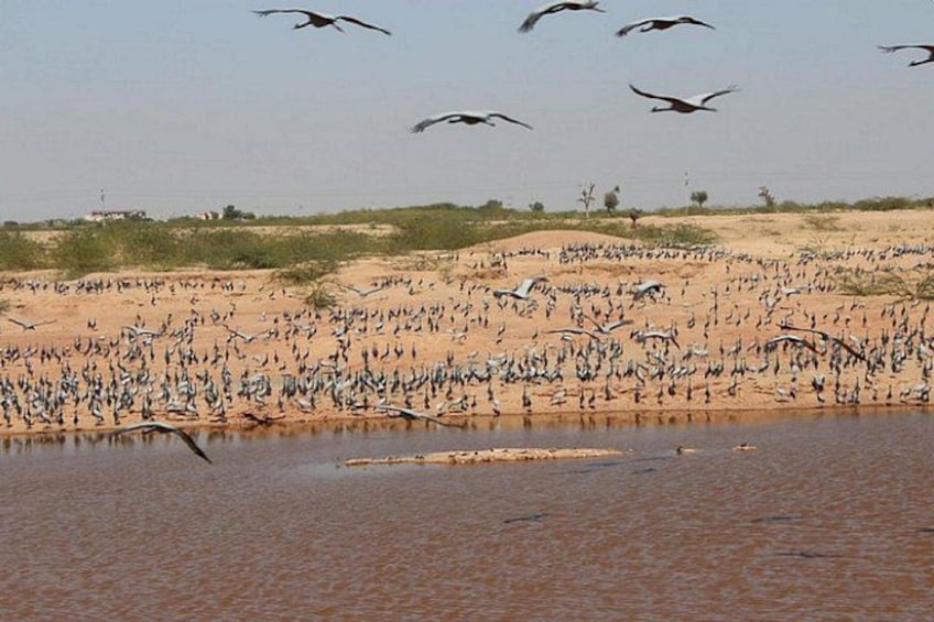 A large flock of birds over a water body with a sandy landscape in the background. 4