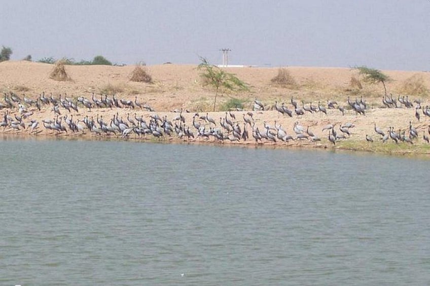A large flock of birds by a body of water with a sandy landscape in the background. 3
