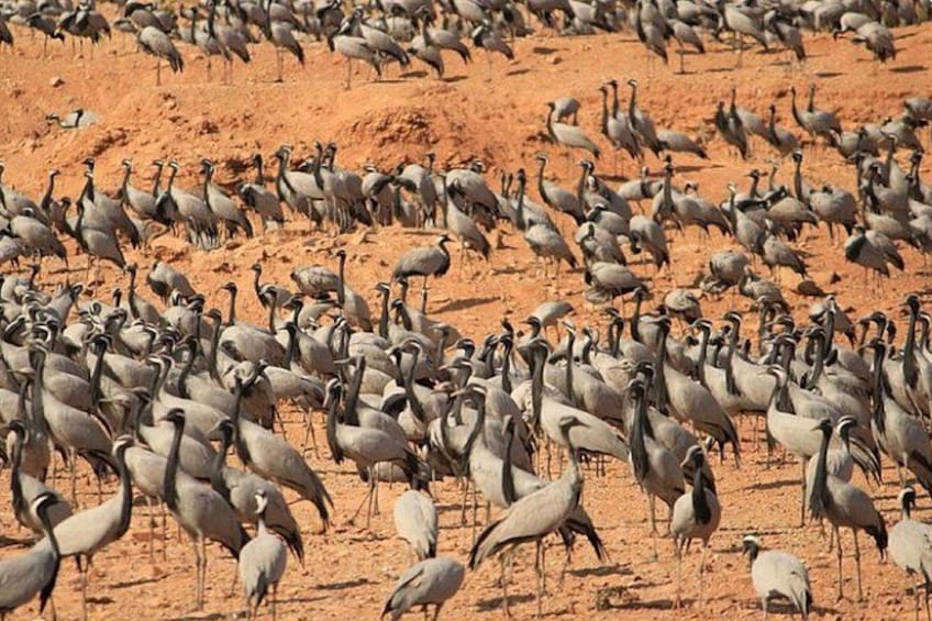 A large flock of birds in a dry, sandy environment. 2