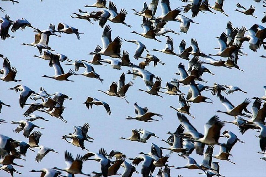 A flock of birds flying in formation against a clear sky. 5