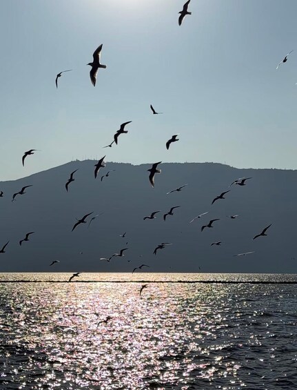 Seagulls flying over a body of water with a mountain in the background. 1